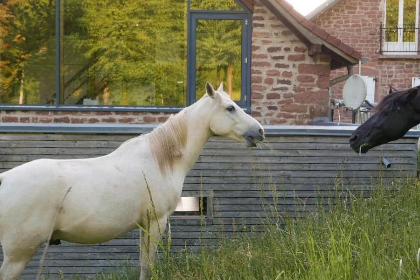 in Walscheid mit Terrasse, Grill - foto 56