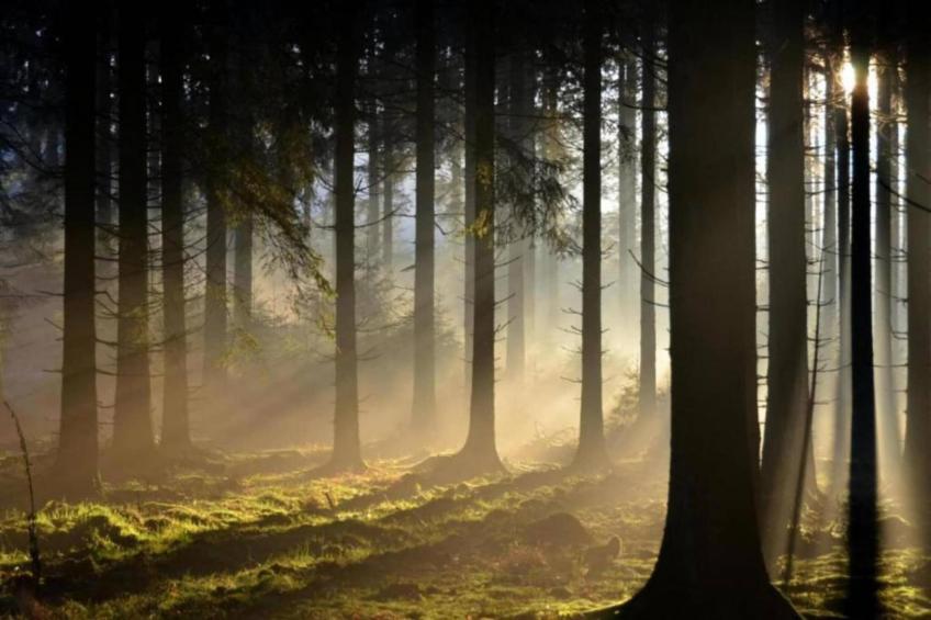 Le Chalet Chaleureux B - foto 31