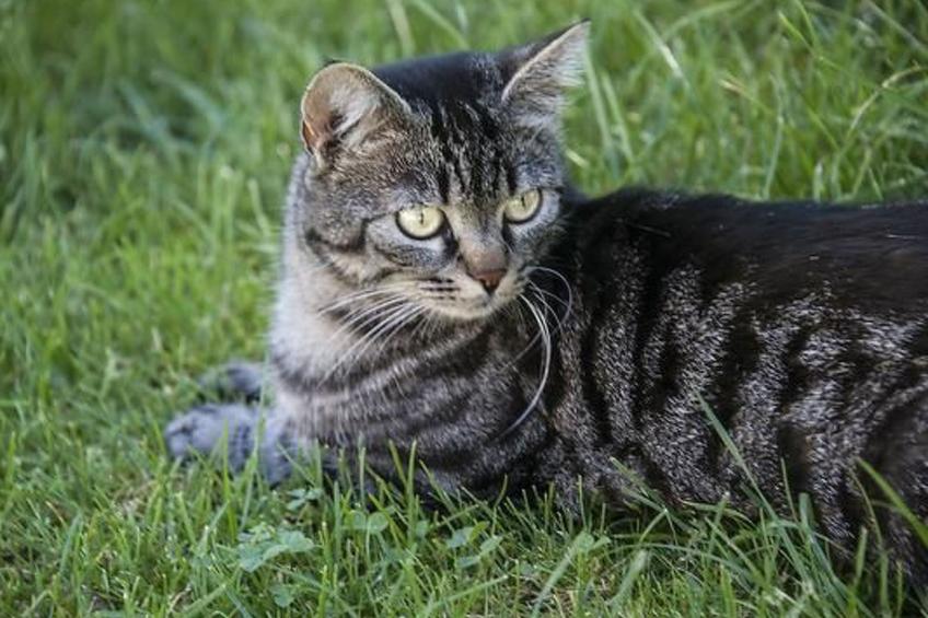 Berghof Hallau kleine Ferienwohnung - foto 5