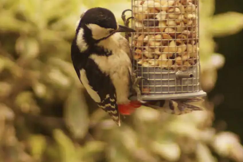 Idyllisches,haustierfreundliches Landhaus Lavender - foto 24