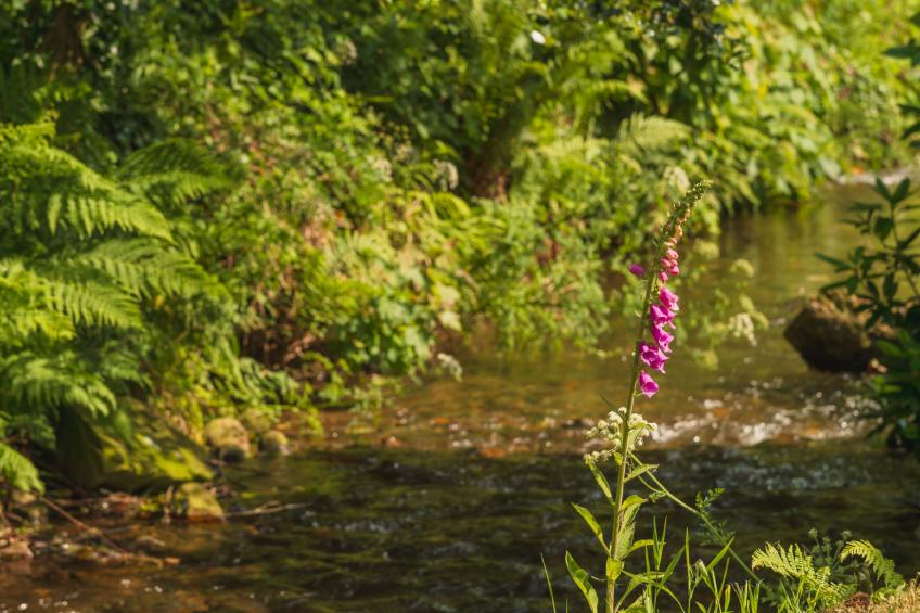 The Birches - foto 34