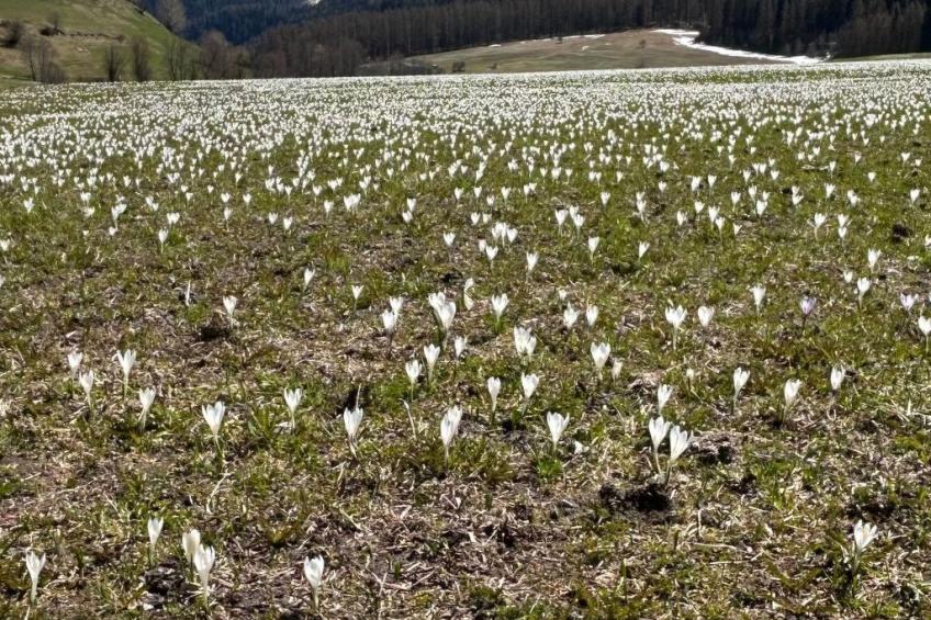 Chasa Jaro - foto 12