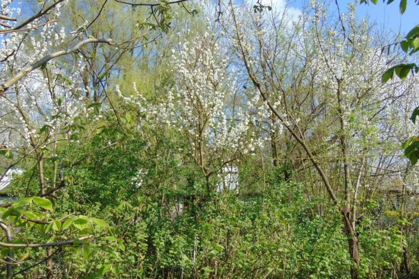 Verblijfpark Breebos 3 - foto 39