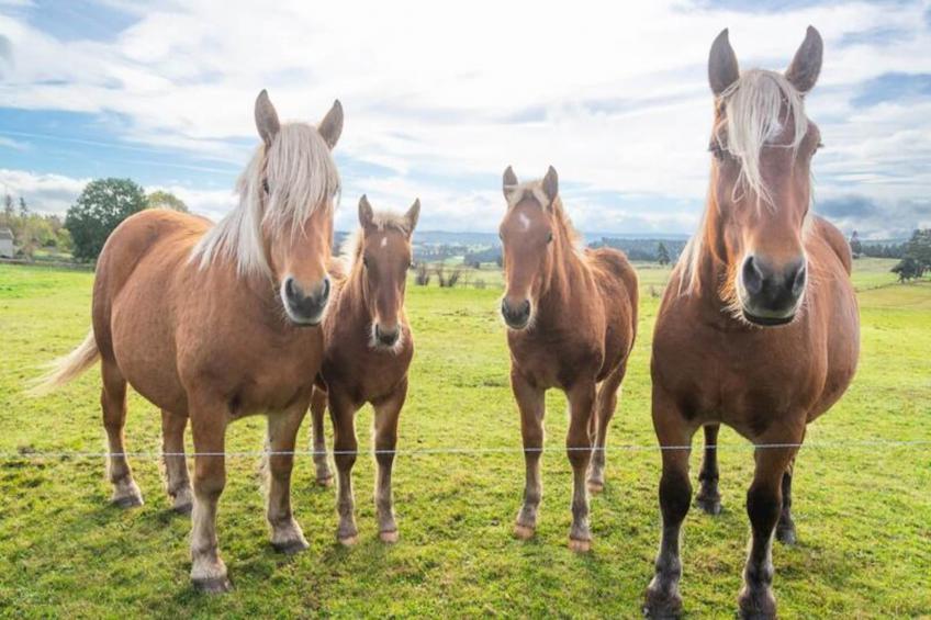 Gîte de France Gîte de la grangette 5/6 personnes 3 épis - foto 45