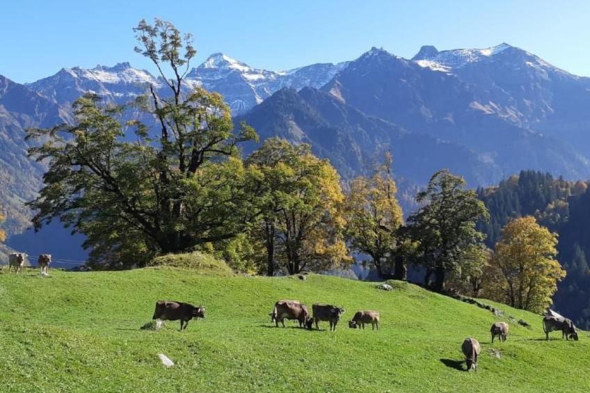 Rietberg 8 Braunwald - foto 7