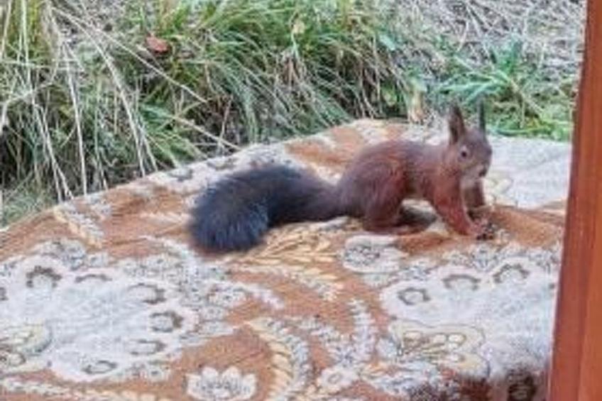 Chalet Écureuil - foto 24