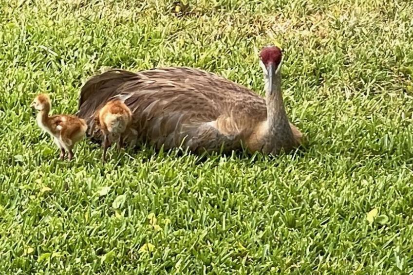 Familienfreundliche Villa nahe der Disney-Parks - foto 41