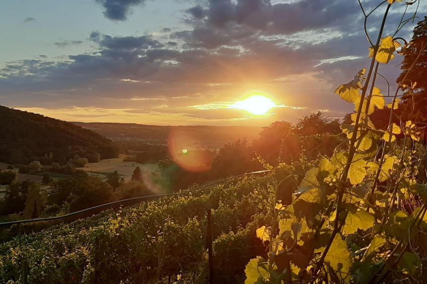 Vineyard-Suites FeWo - foto 26