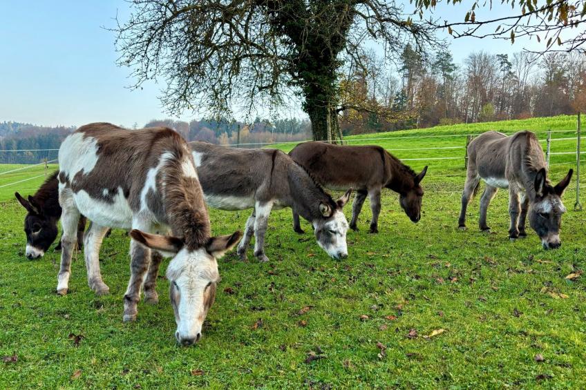 Tieroase Grünegg - foto 28