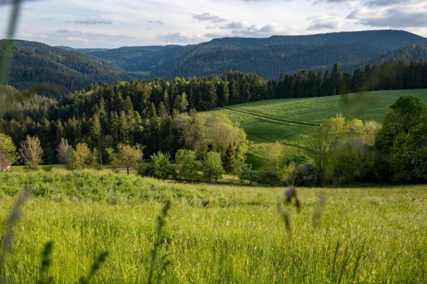 Schwarzwald - foto 37