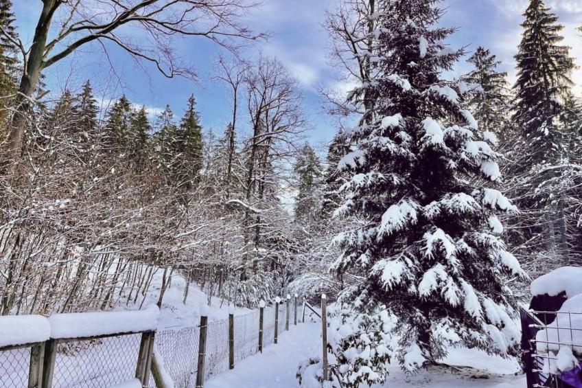 Jägerhaus - foto 60