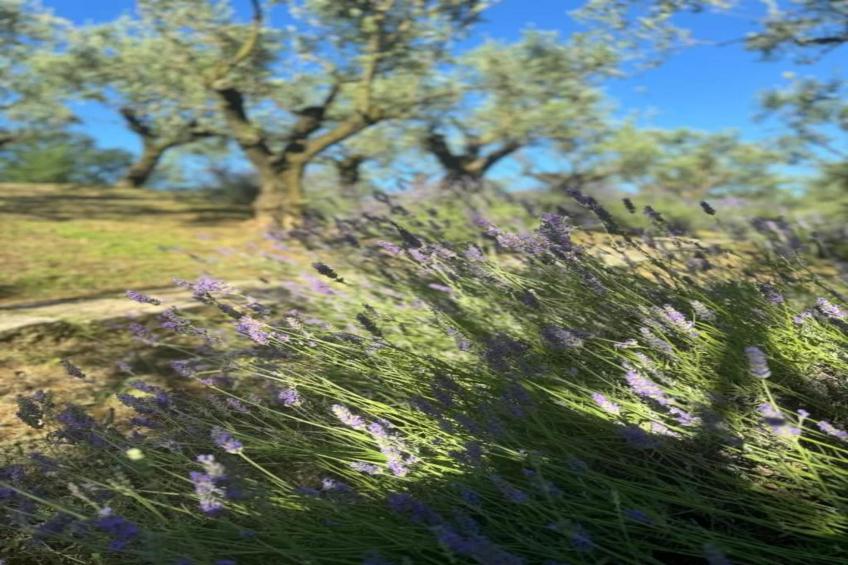 Villa Carpaneto - foto 26