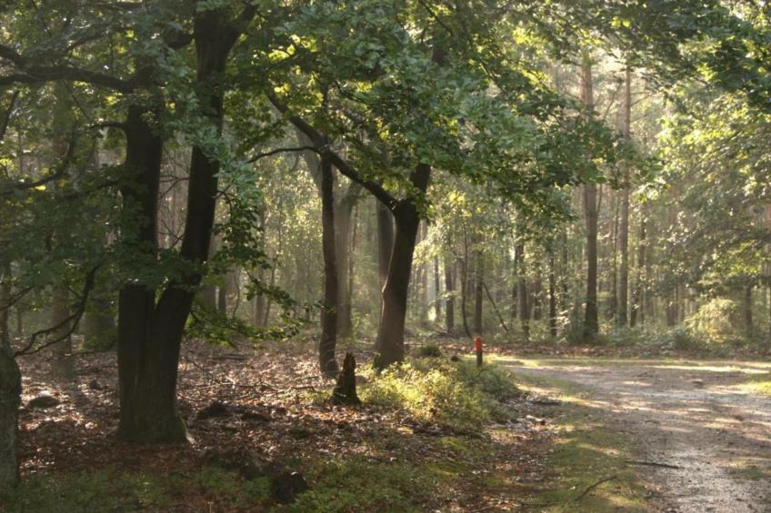 Dwergarend 17-30 - foto 35