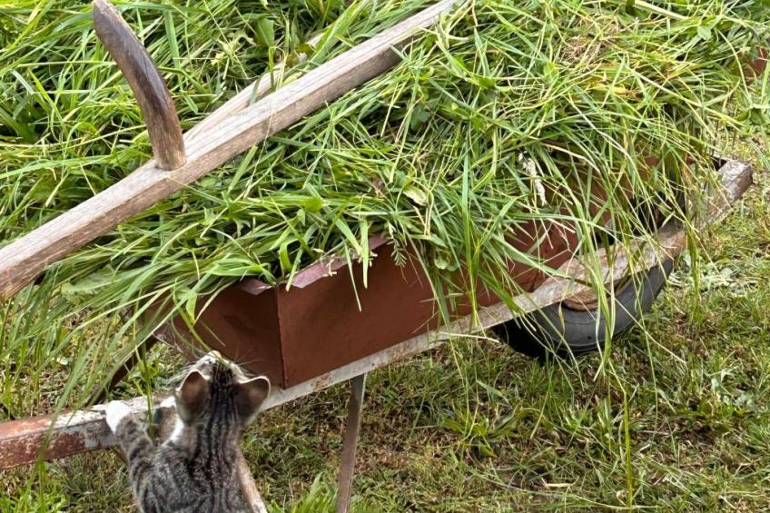 am Schwielochsee - foto 14