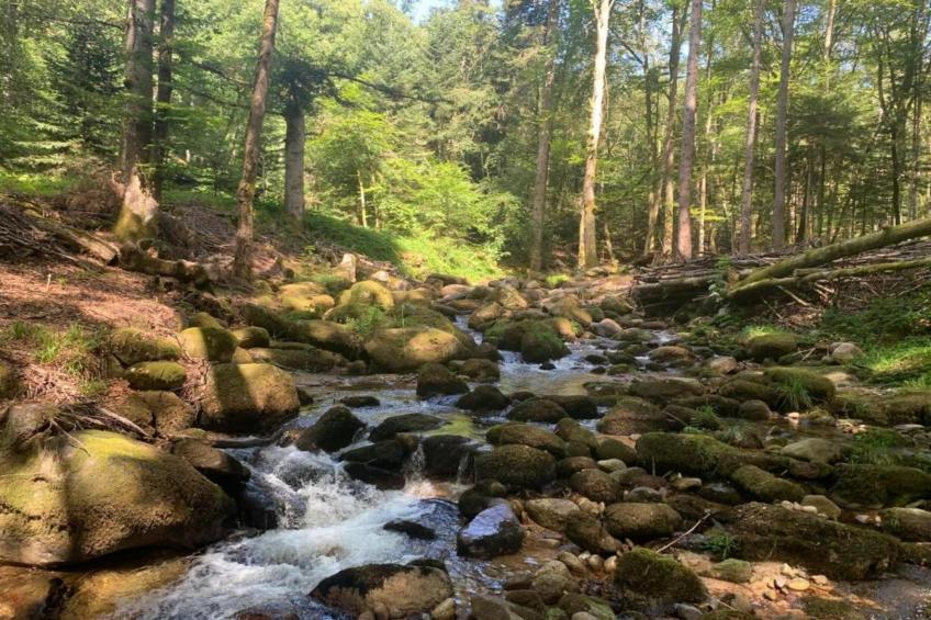 Goutte-Claire - foto 30