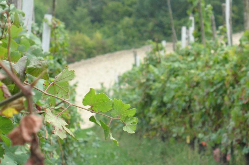 Familienanwesen mit Gemeinschaftspool - foto 28