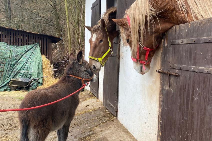 in  Green Valley Park 4 - foto 33