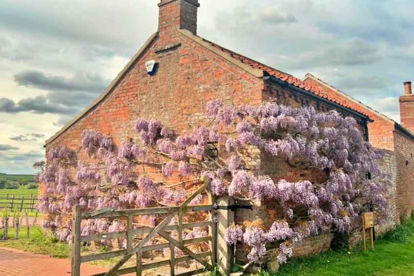 Wisteria at the Rookery - foto 5