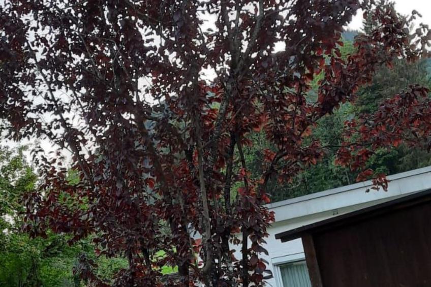 Sport Alpin Wh 10 - foto 13