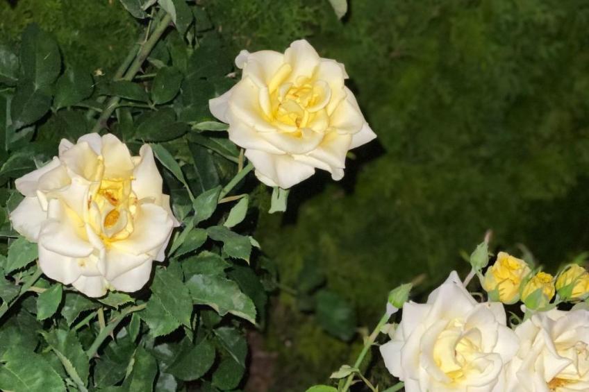 Wohnung in einer engen und ruhigen Anlage - foto 33