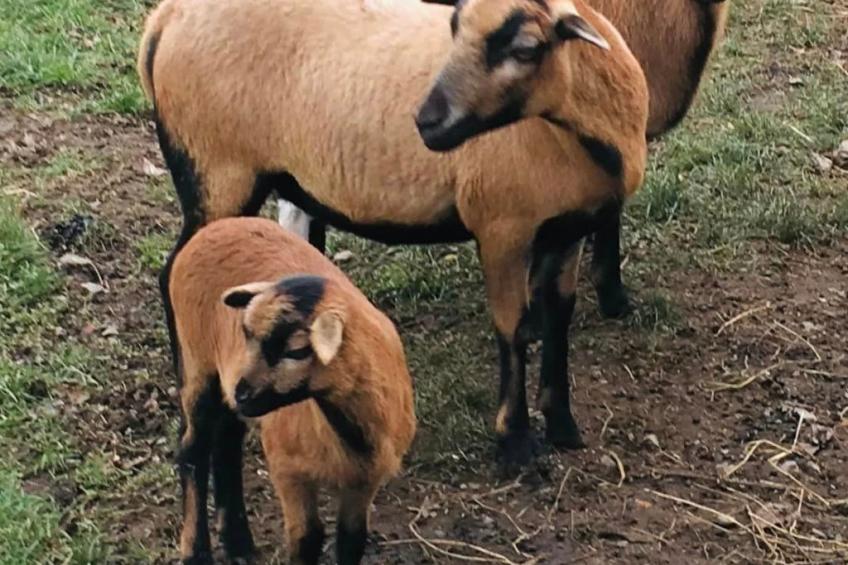 Kellerstöckl am veganen Bio-Lebenshof - Varm - the vegan Farm - foto 48