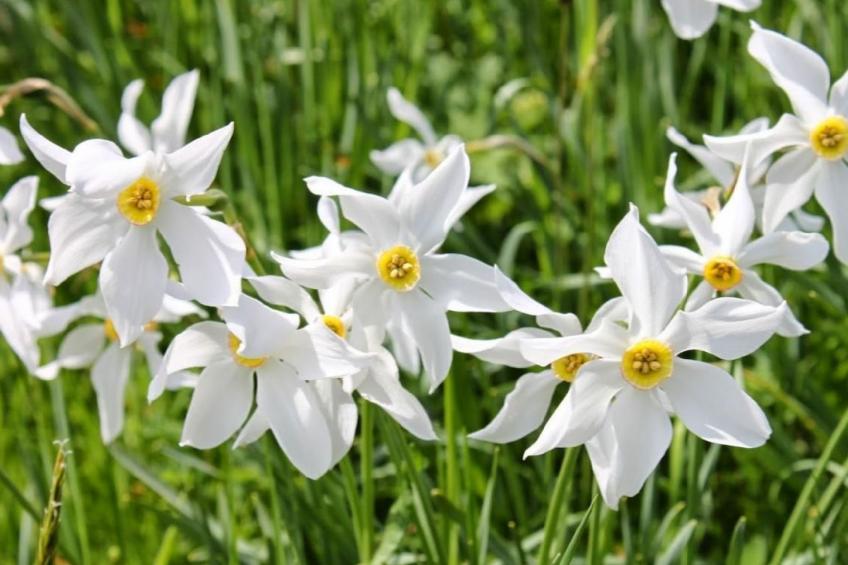 Les Narcisses,Blonay - foto 20