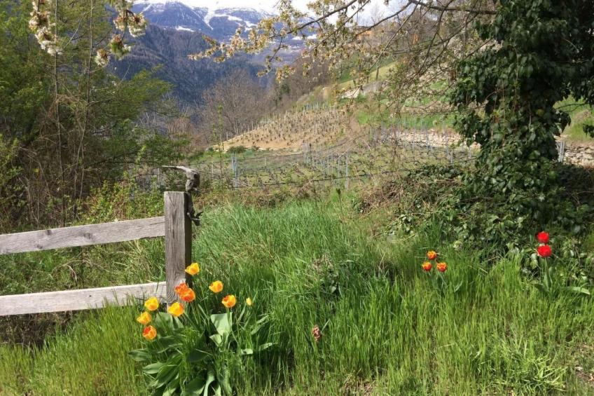 Malu in Ausserberg - foto 13