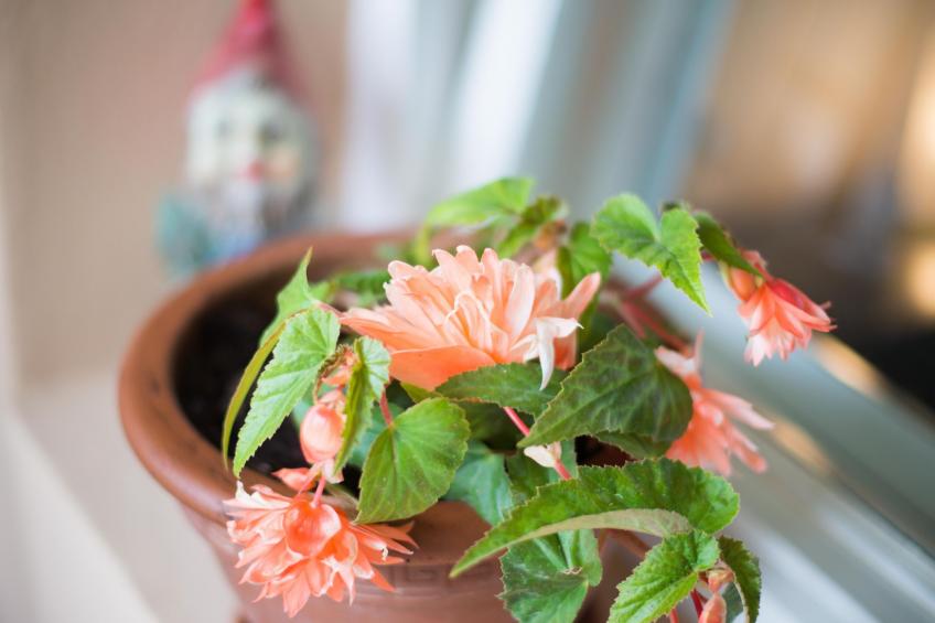 Appartement in Zasip mit Möblierter Terrasse - foto 26