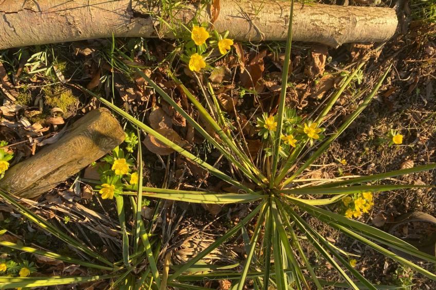 Altes Pastorenhus - foto 46