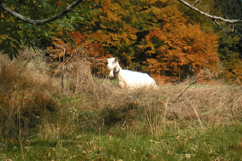 Stirnimann-Gemsch, (Valzeina), stirnimann-gemsch_valzeina - foto 15