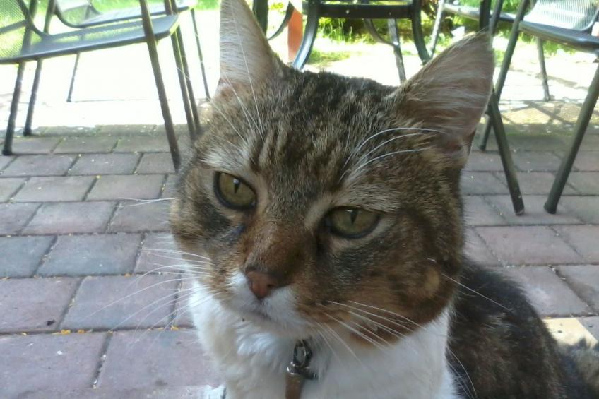 Hummelcasa - foto 37