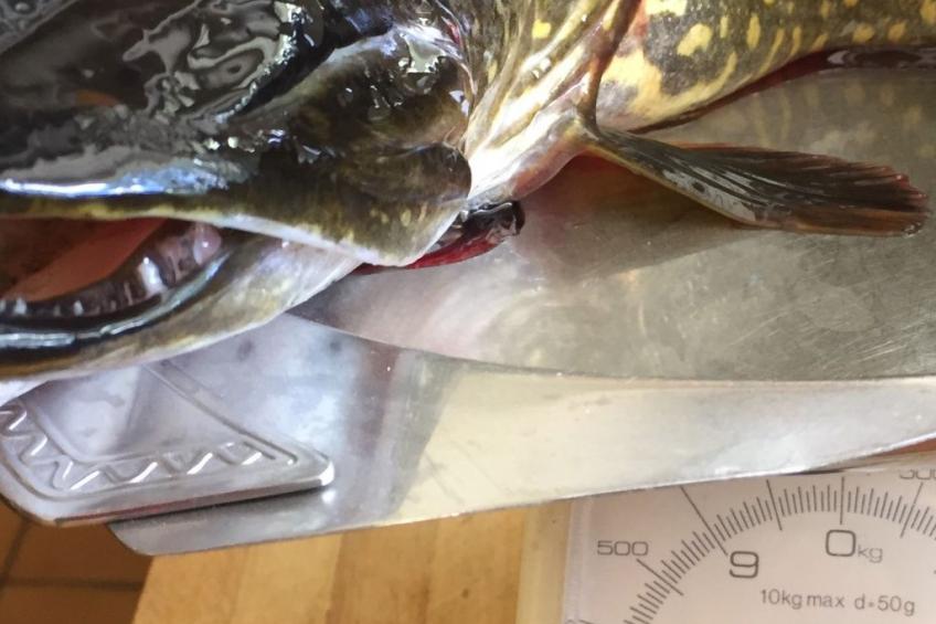 Schwedisches Glück, zwischen Wäldern und einem See - foto 85