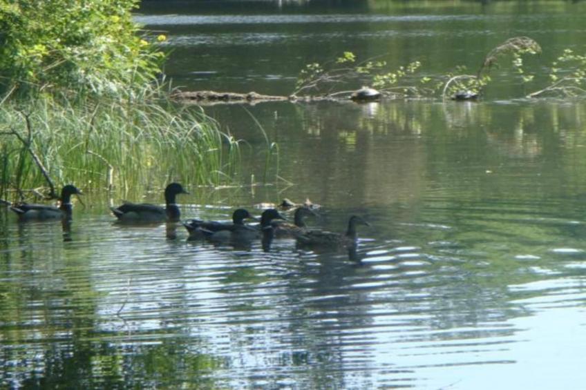 Les Sittelles - foto 33