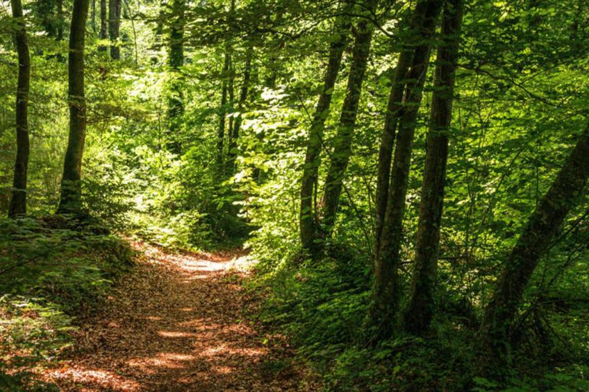 Mobil Home - Bungalow - Cottage à Santa Pau - foto 3