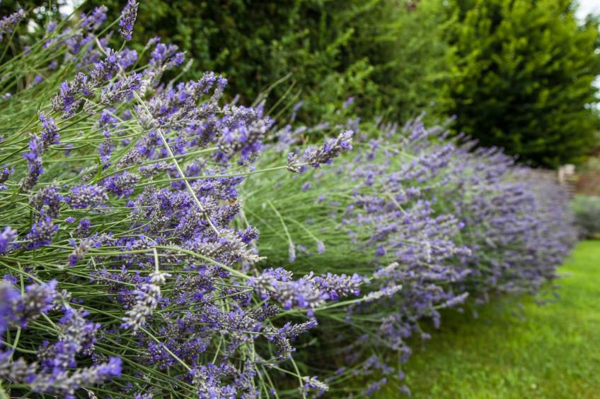 mit Terrasse - foto 35