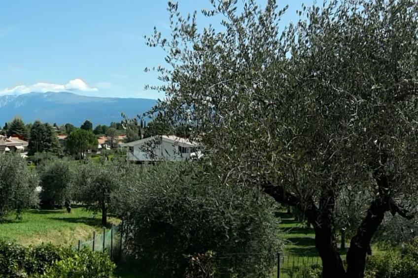 Piccola Perla - foto 4