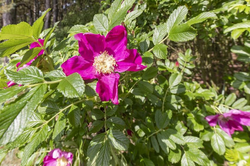 "Lucjan" - 200m from the sea in Bornholm - foto 3