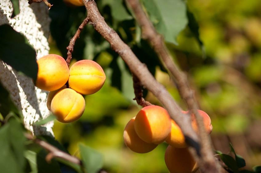 Fewo Ginkgo II - foto 16