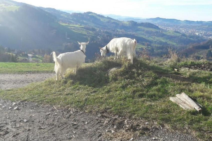 Ferienhaus, (Stöckli) Klingenbuch 20 - foto 12