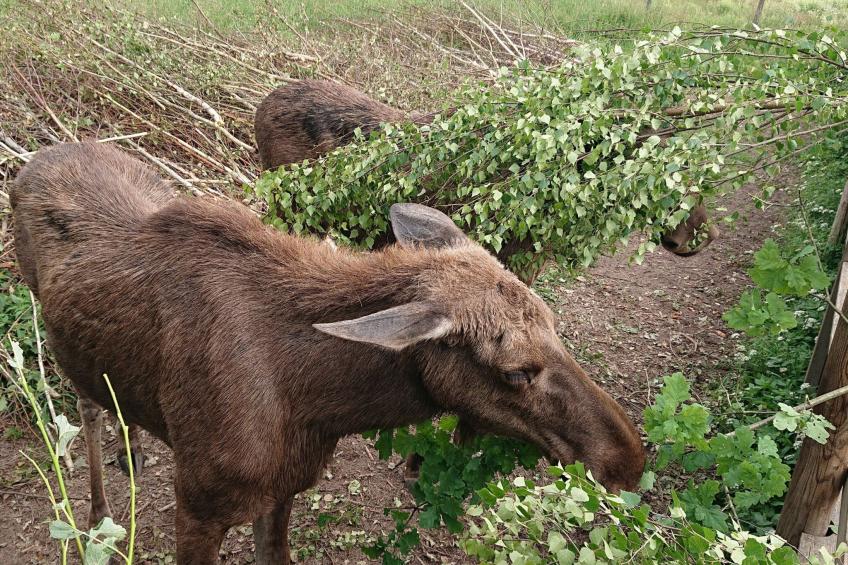 Familienfreundliches Ferienhaus mit großem Garten - foto 45