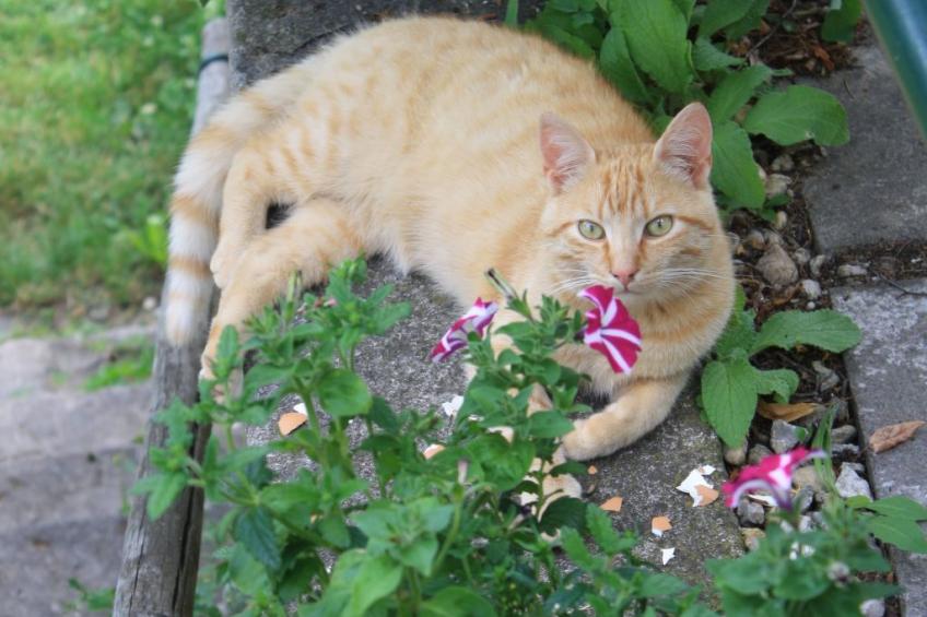 Kleine Fewo - foto 19