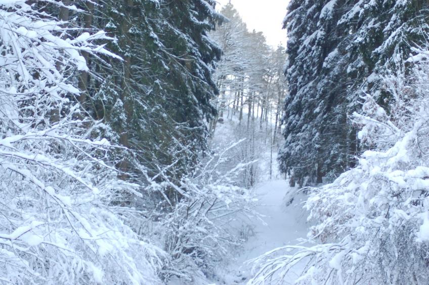 Am Grünen Wald - foto 39