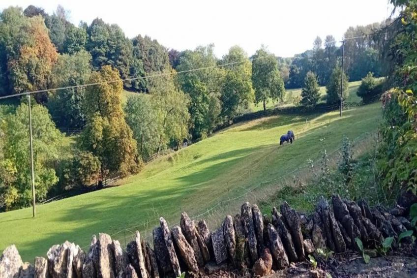 The Campion - foto 25