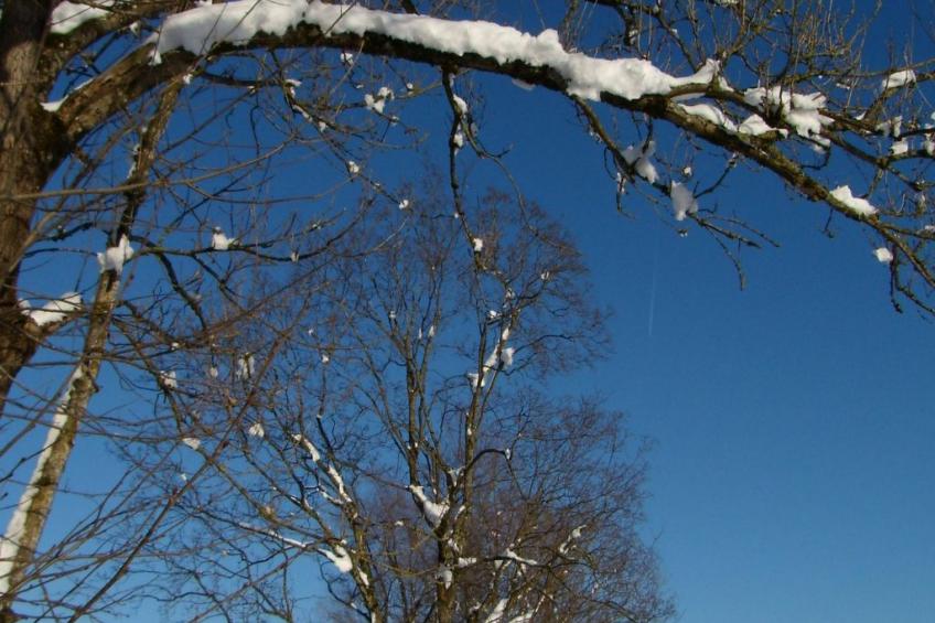 Betttis Bungalow - foto 35