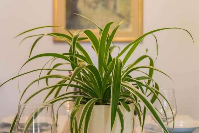 Rijeka Wohnungen - Terra Magica Deluxe Wohnung - foto 7