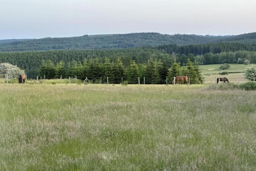 Petite Reine - foto 35