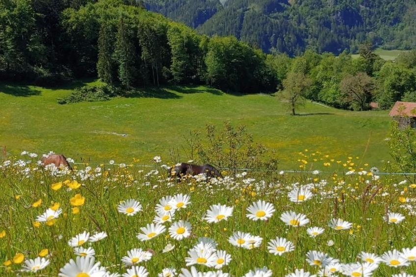 Ufem Egg Ferienhaus - foto 32