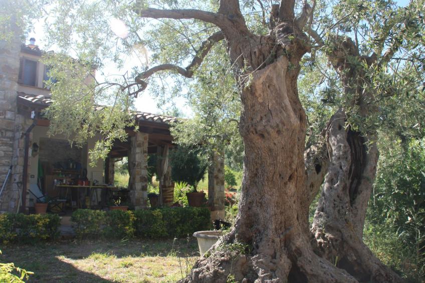 Behagliches Ferienhaus mit Garten inmitten eines - foto 27