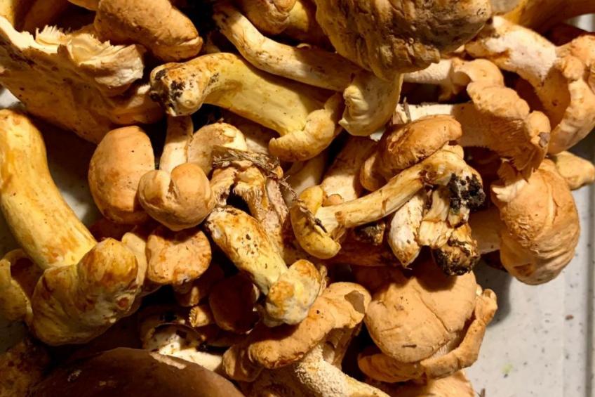 Rustico Sumprai - foto 23