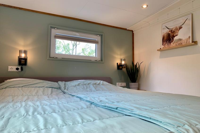 Campanula 211 - foto 5